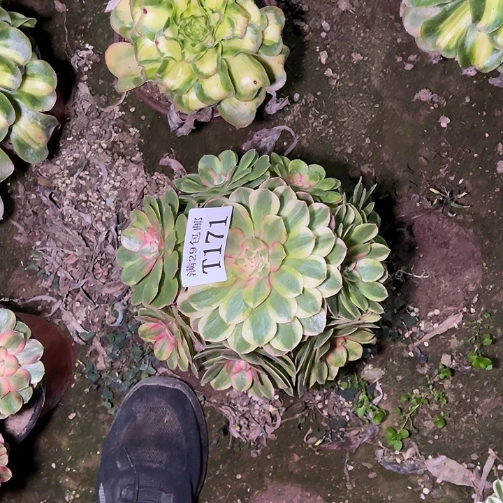 *****171半糖荔枝多肉植物