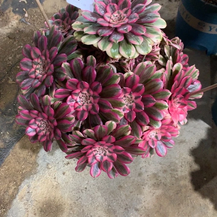 潇**哥439粉同多肉植物