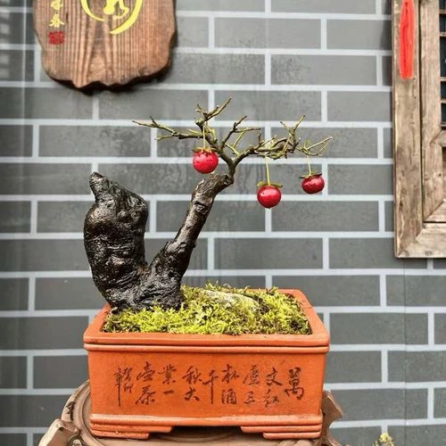 一物一拍，金弹子挂果小品