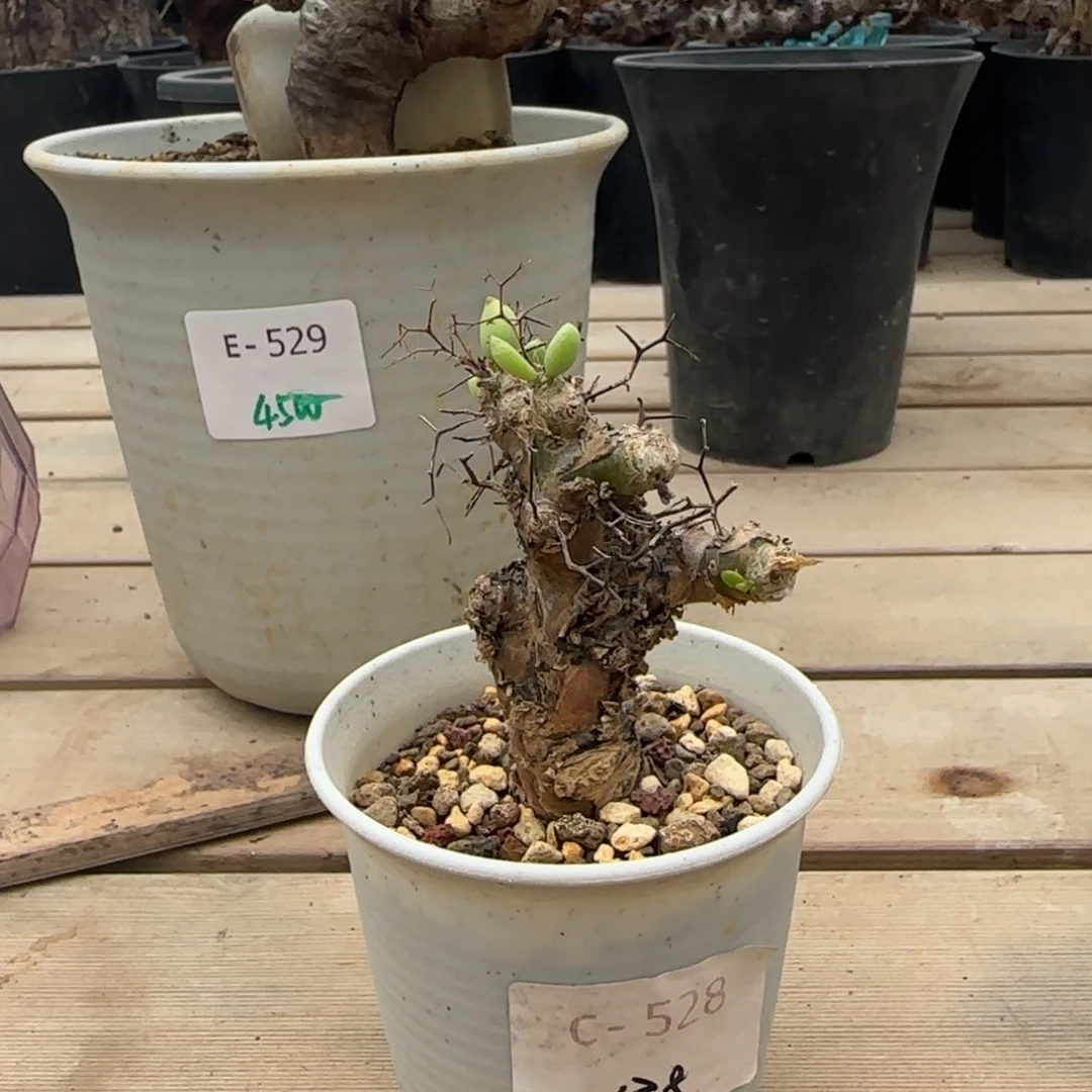 528万物想奇峰锦块根植物