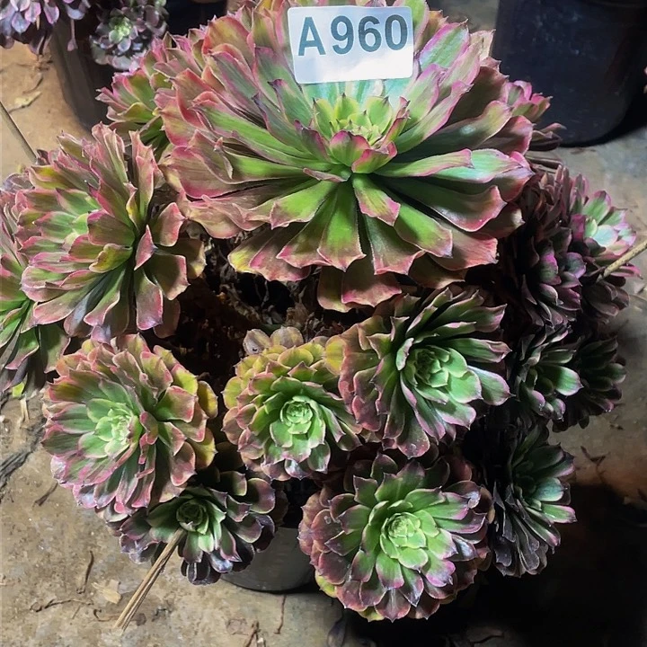 童*贝多肉法师960号玲珑发货