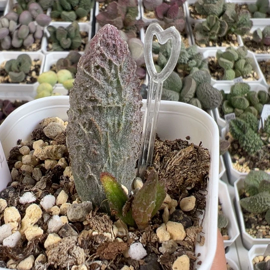 w苍龙多肉植物水泡