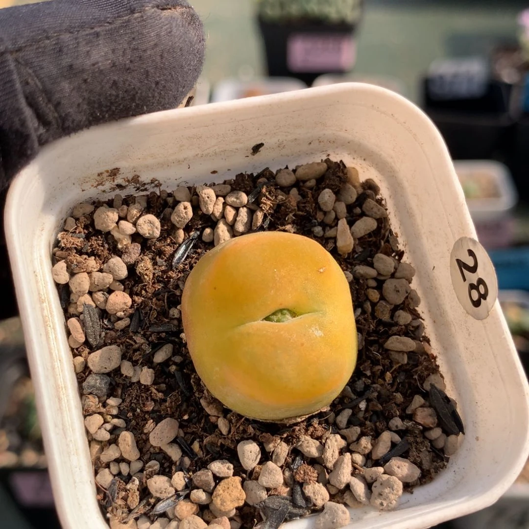 28号蟠桃母本一颗