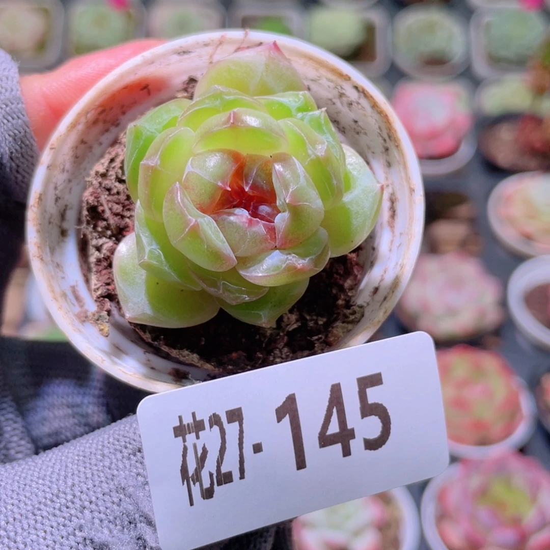 花利美27-145珍妮