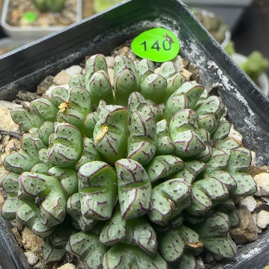 漂漂亮亮多肉植物140