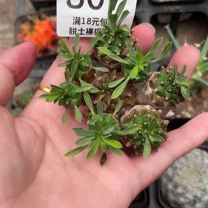 807峨眉山群植物植物