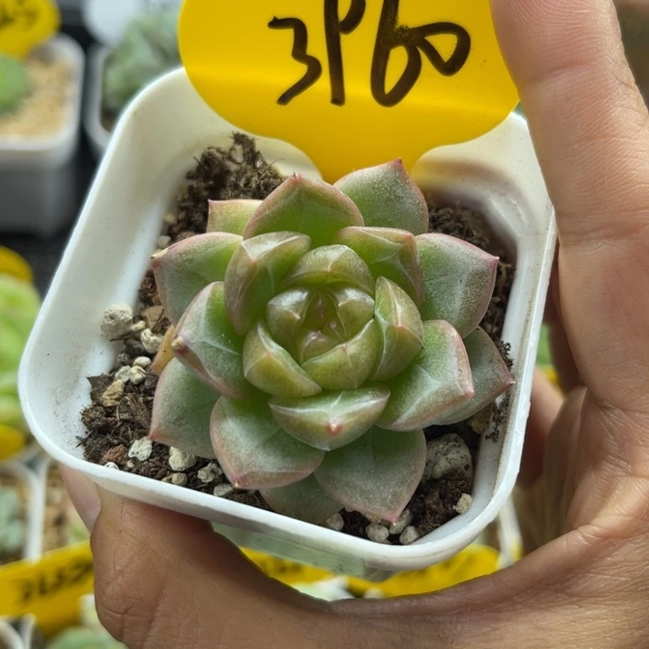油透珍妮单头3960