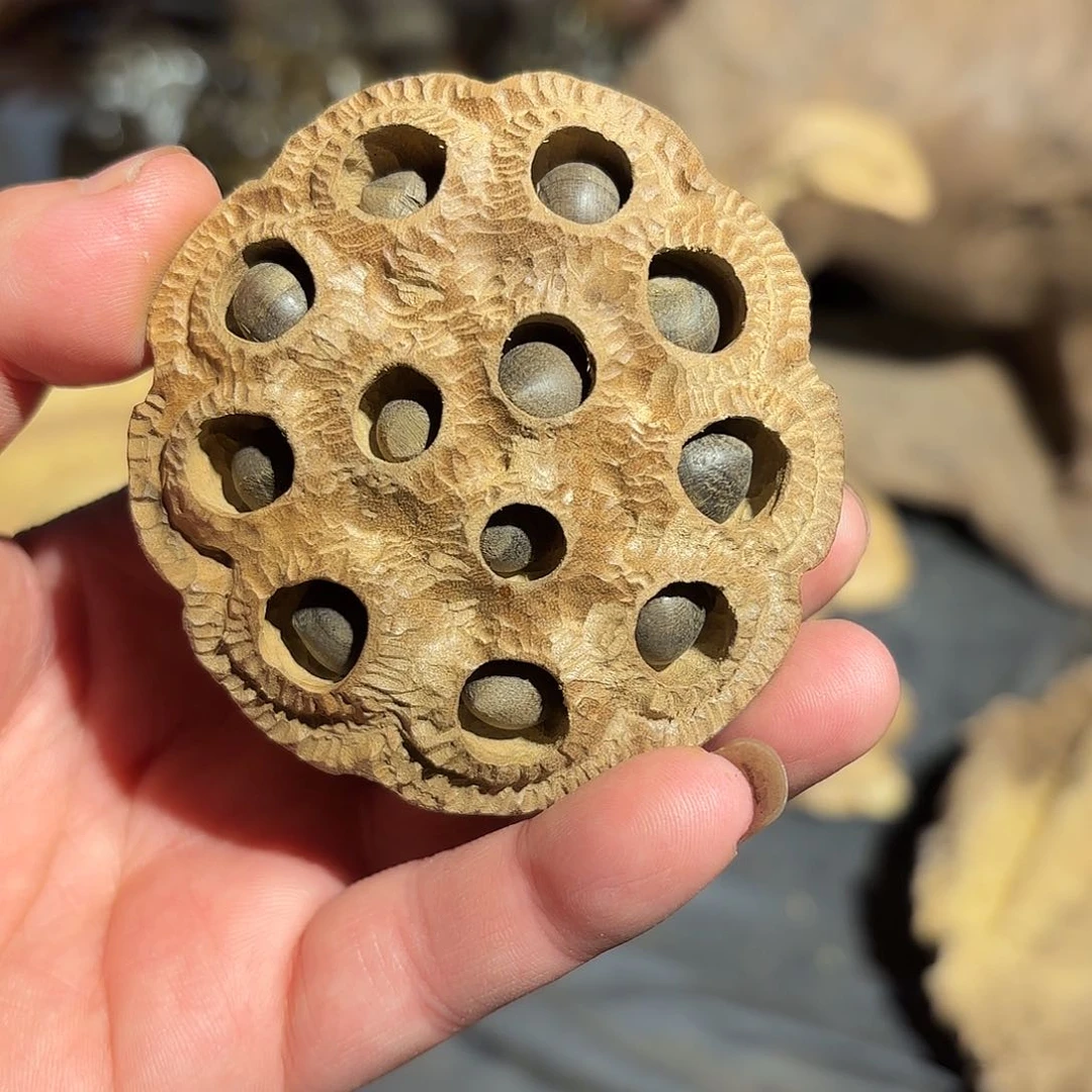 金丝楠金丝楠木枯木莲蓬把玩