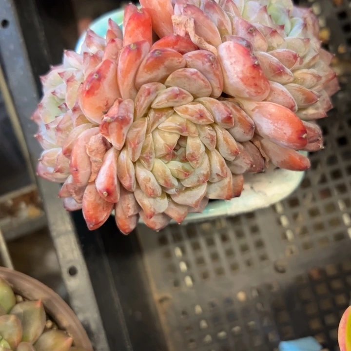 幸运的是我还没遇到过