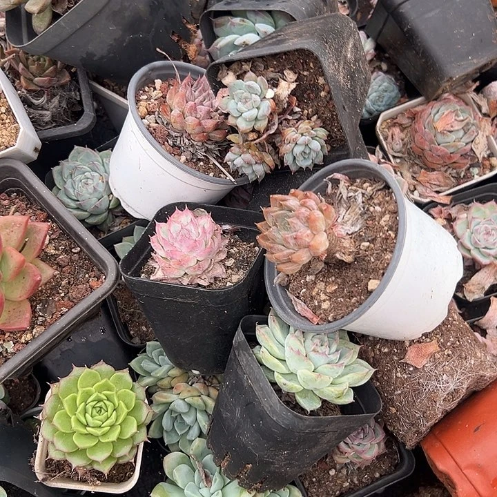 10盆小精品。