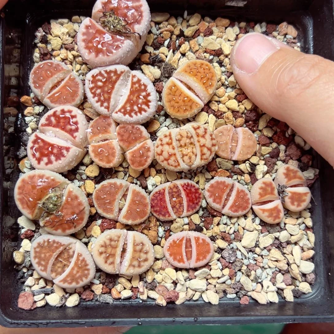 【闪购商品】1131……