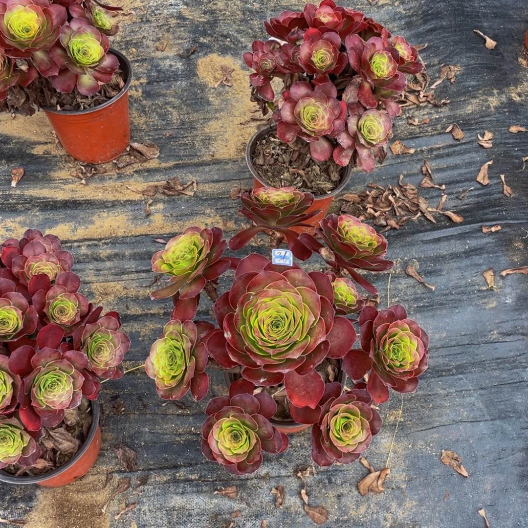 梅***姐魅金玫瑰36鲜花老桩