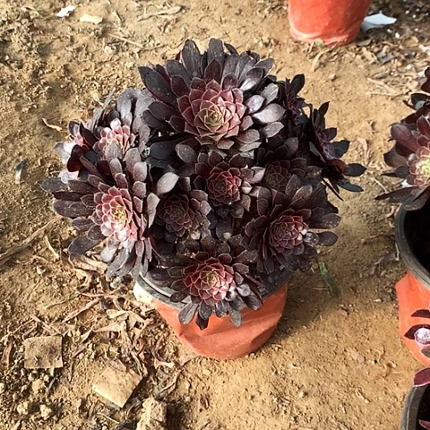 黑玫瑰玫瑰玫瑰玫瑰