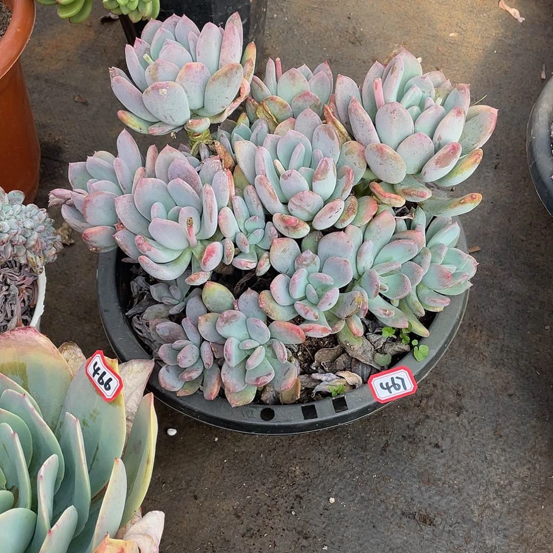 467灰姑娘一物一拍多肉