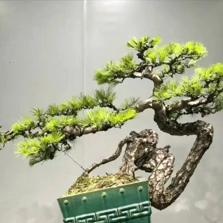 高端松柏盆景室内外绿植花卉别墅造景精品泰山脚下