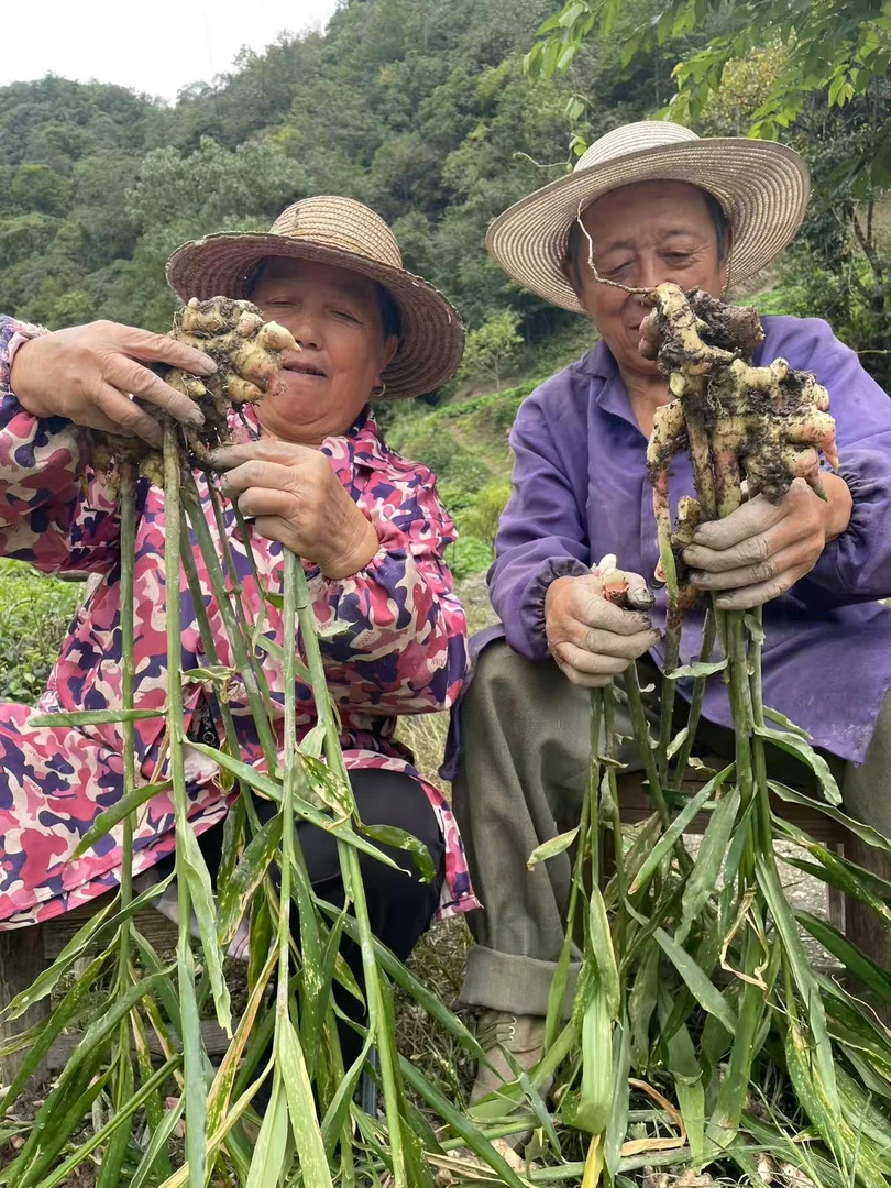 五峰湾潭 农户自种本地小黄姜 新鲜食材 现挖现卖 泡椒泡姜 很香