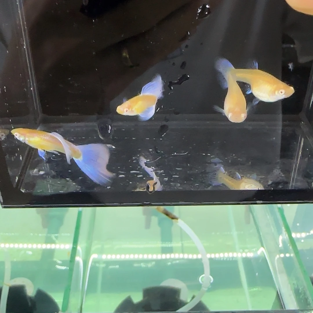 孔雀鱼欧意紫白两队！！