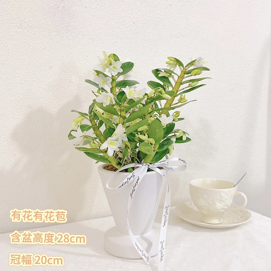 白雪公主石斛兰四季开花兰花绿植好养盆栽花带盆室内桌面观叶绿植