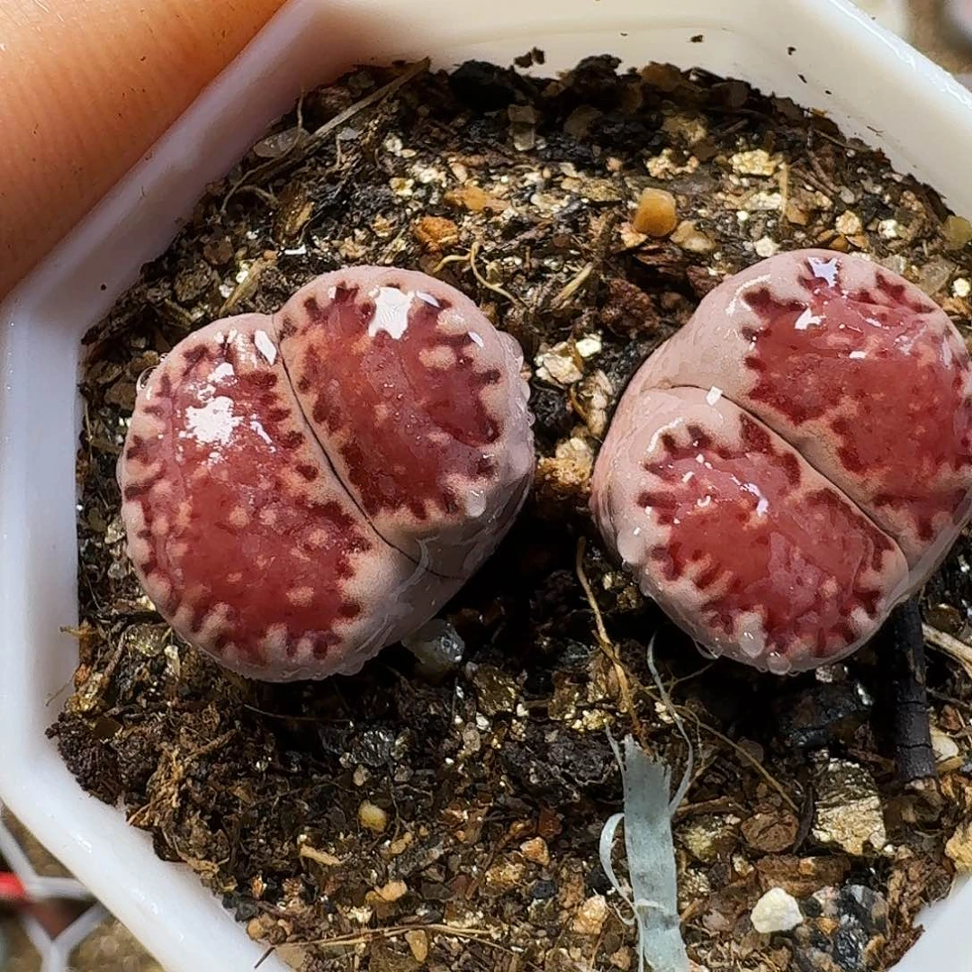 生石花11111。   300