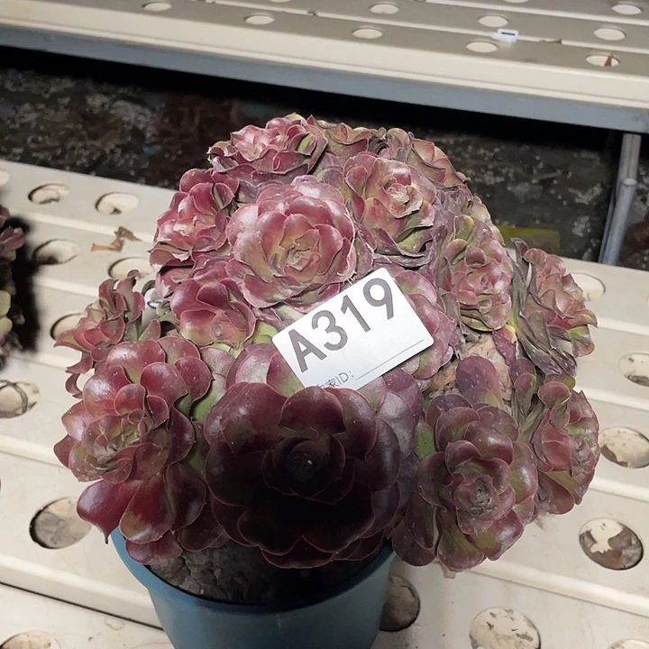 319美金玫瑰法师7-4