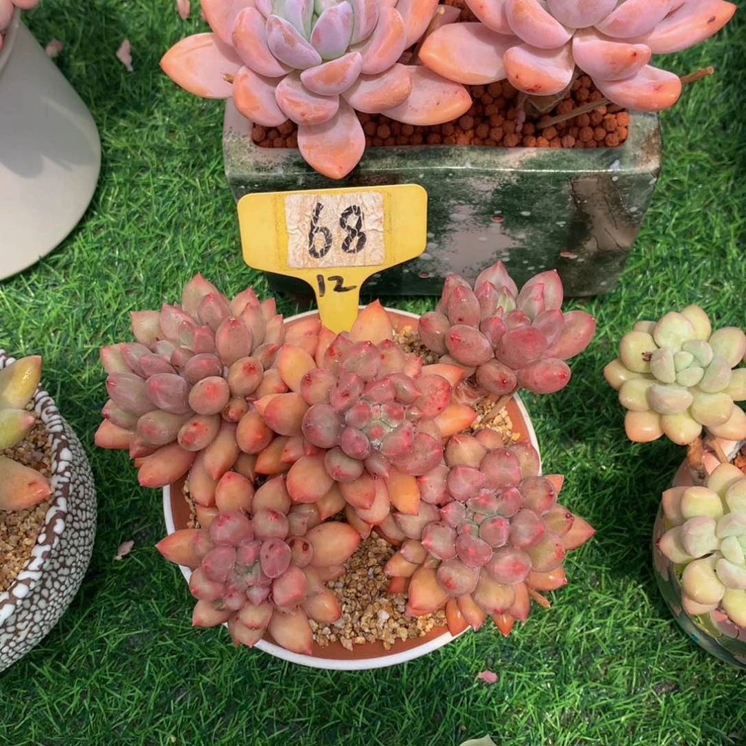 馨*多肉植物6272