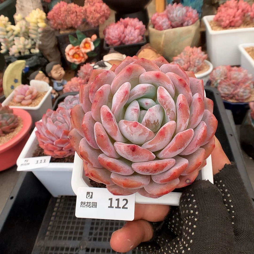 112蒙克多肉植物6666