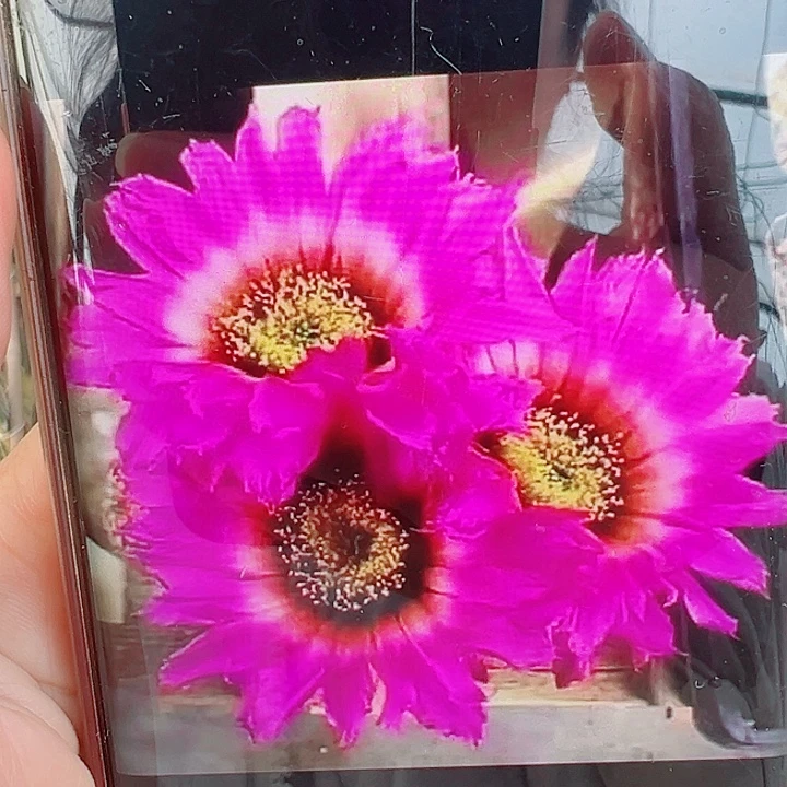 泰迪熊侧芽拍一发二