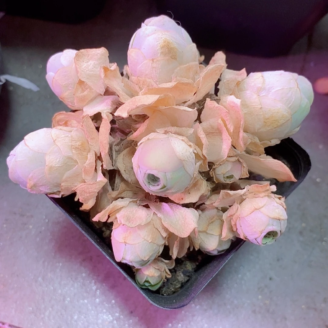 汤包小丸子一物一拍006