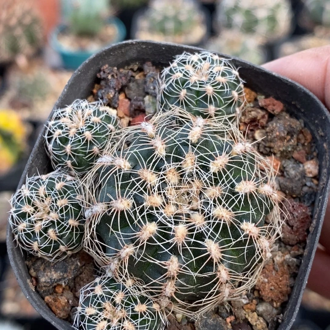 植播园艺樱花罗星