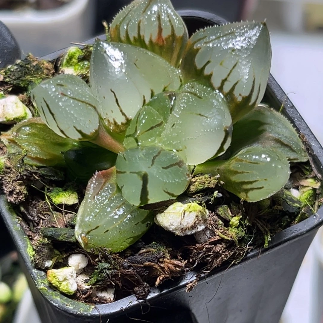 恭喜发财大吉大利0432多肉