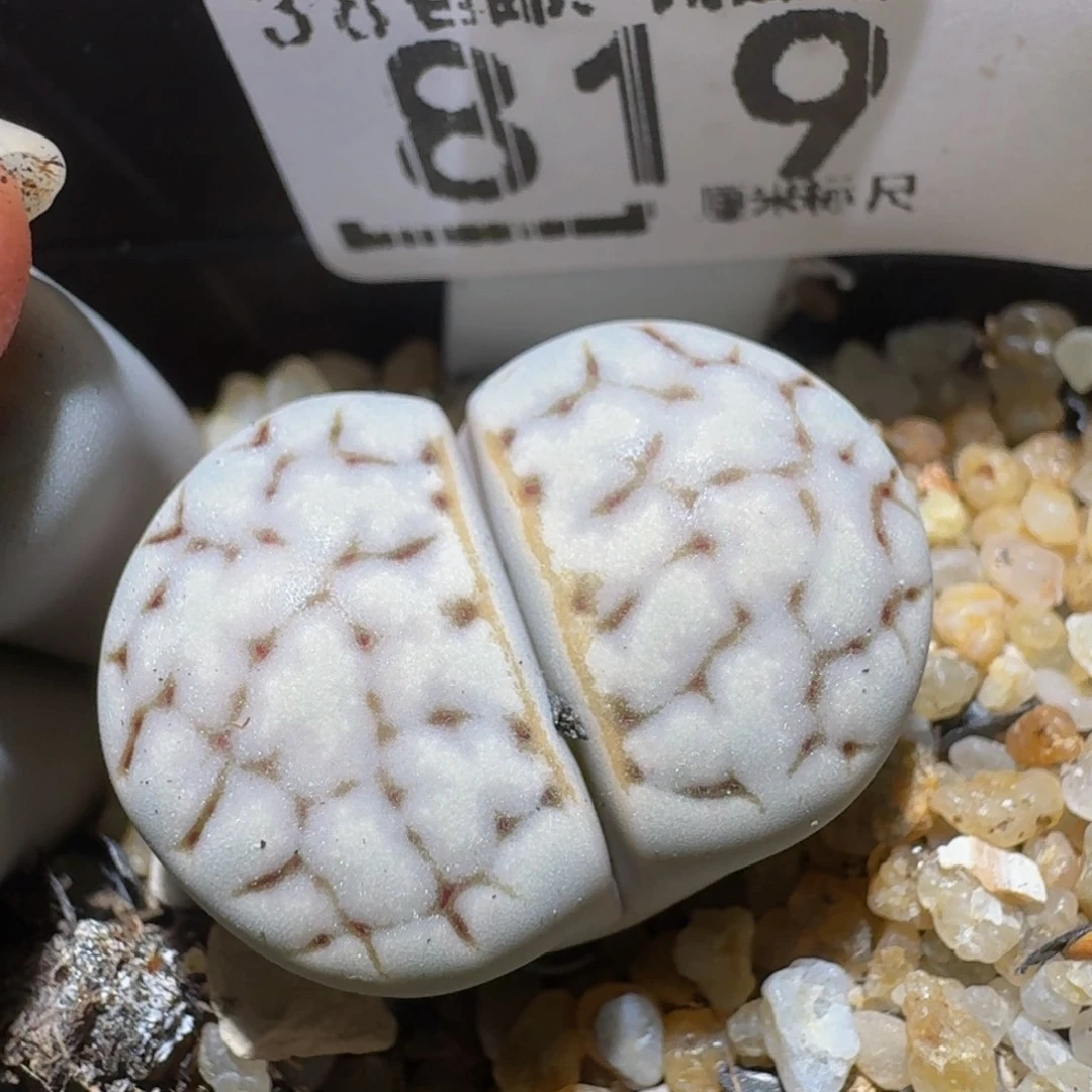 Sssss精品生石花819