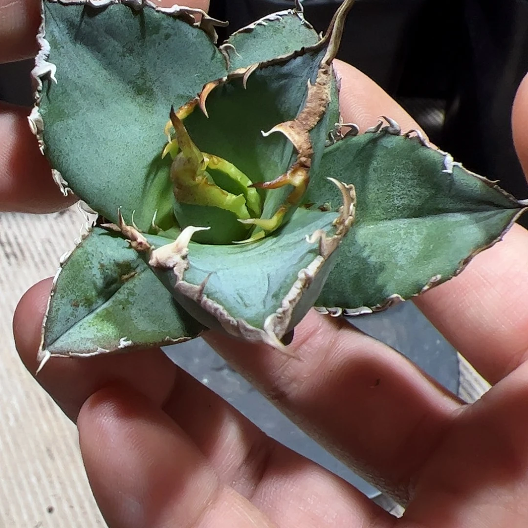 绿幽灵龙舌兰顶芽植物