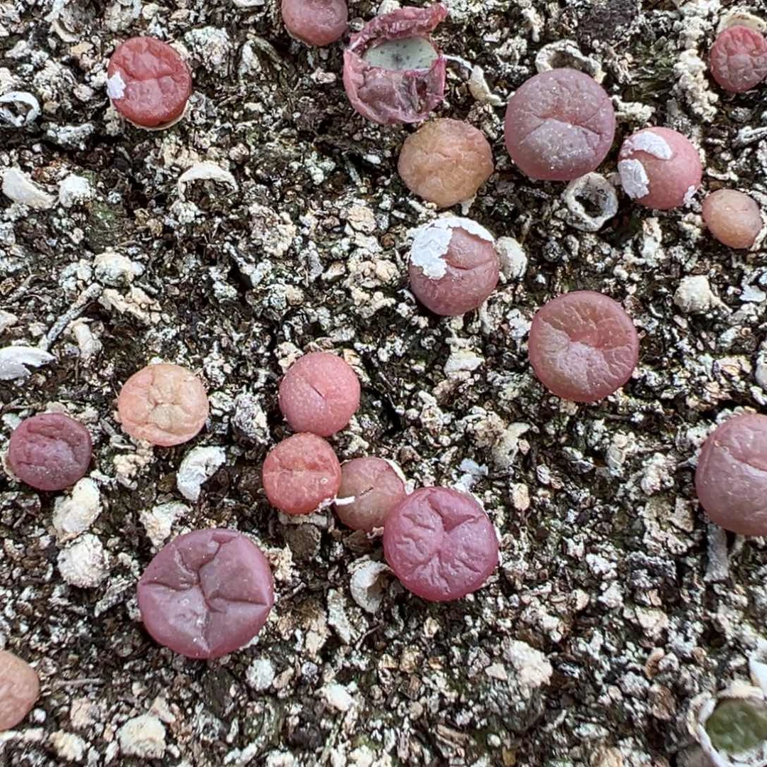 量拍园艺f纽扣肉锥一颗