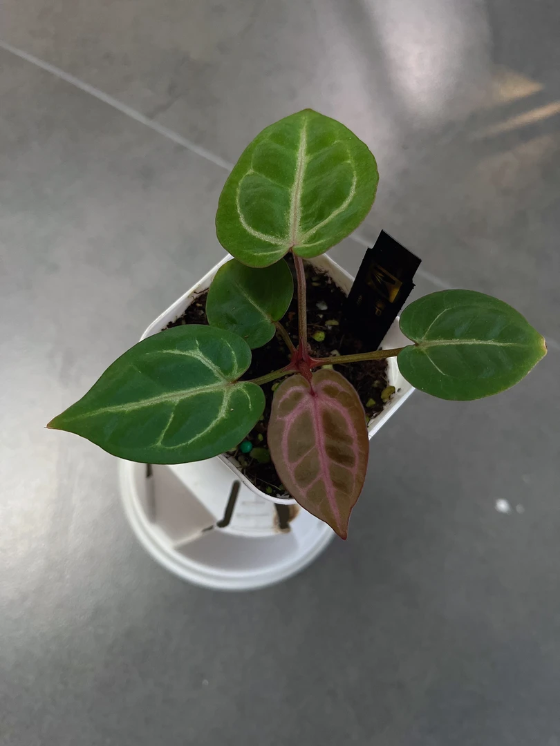 【僵尸 KOS x 男孩】天南星科 热带植物
