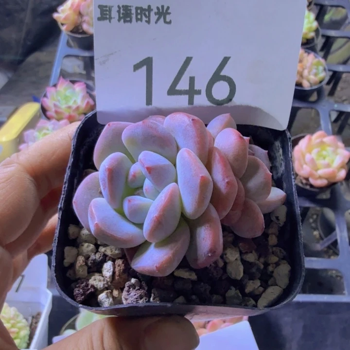 146.qqwwwwwwwwwww
