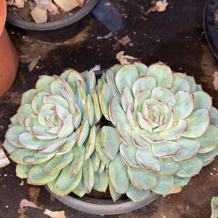 伊***陈多肉植物一物一拍晨露477