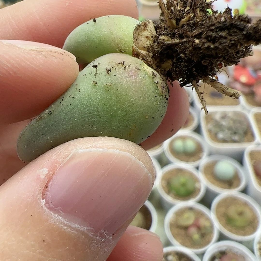 【闪购商品】2 开播福利