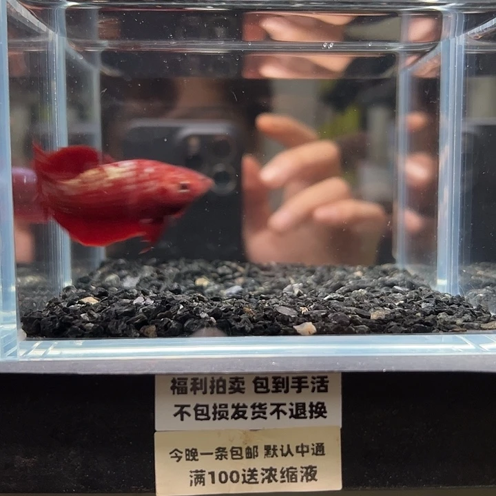斗鱼竞拍跑单拉黑16日129