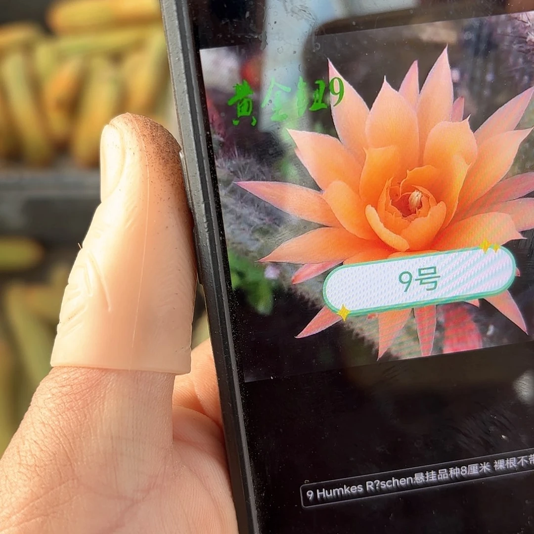 金妞9号20包邮仙人球侧牙5