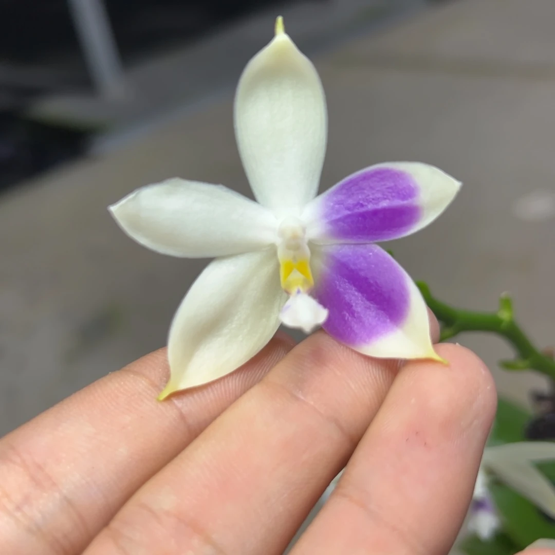 完全开放l526三寸海洋之心