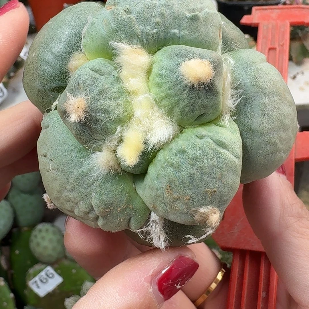 无花朵蓝白达摩119