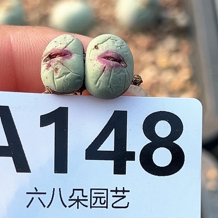 陈**?小红嘴11111111多肉