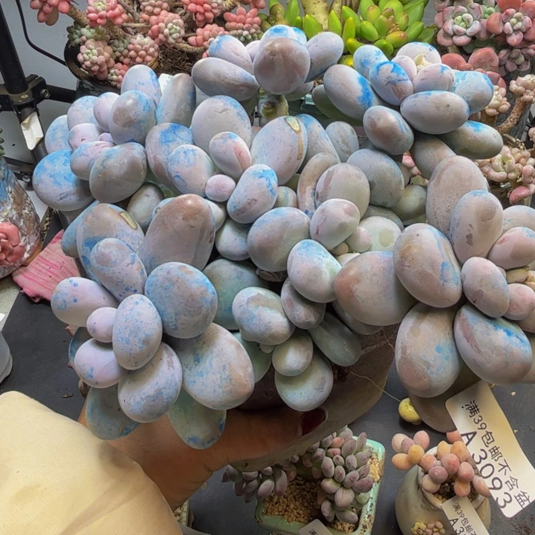 芭比奶酪3093-16cm多肉