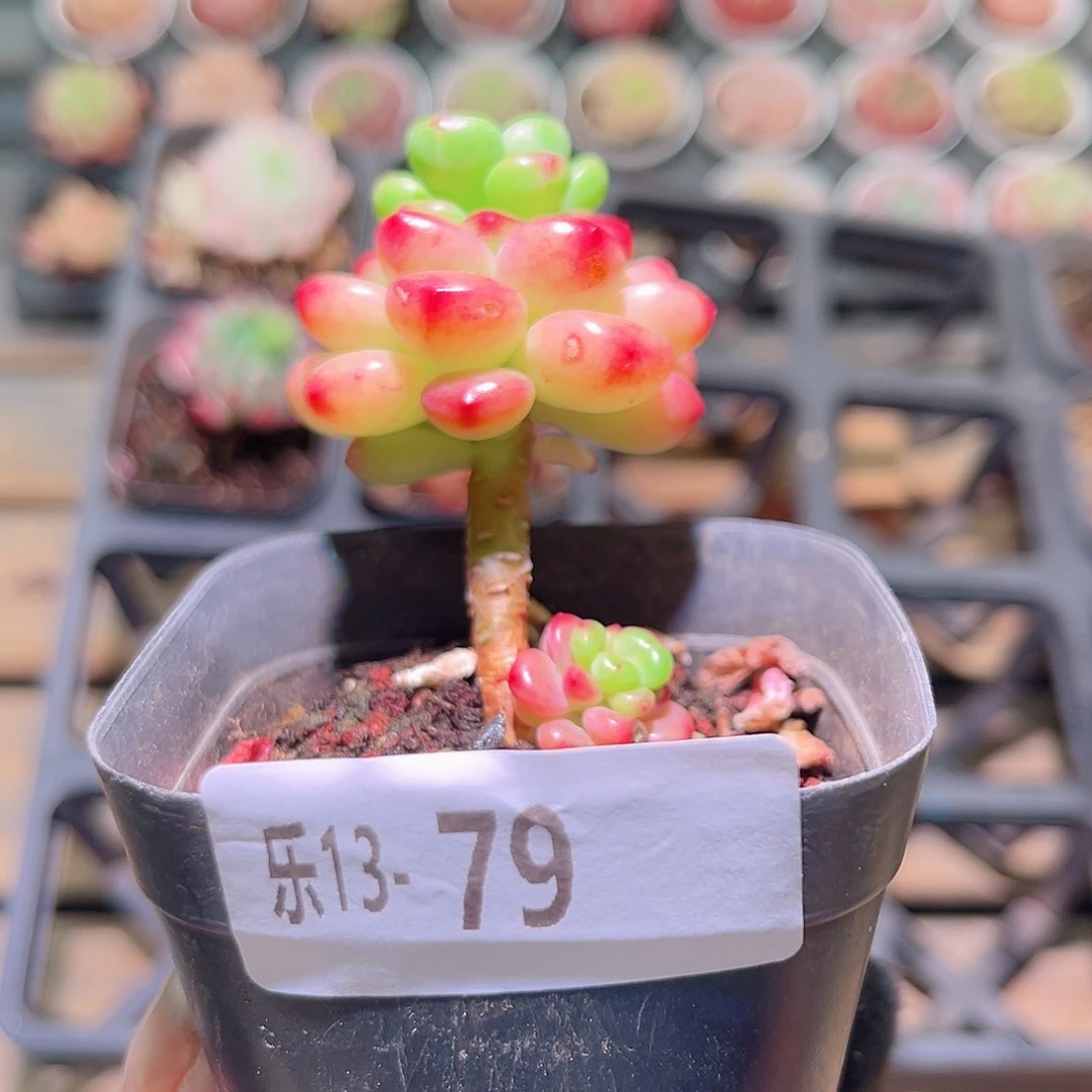 乐然13-79 香格里拉