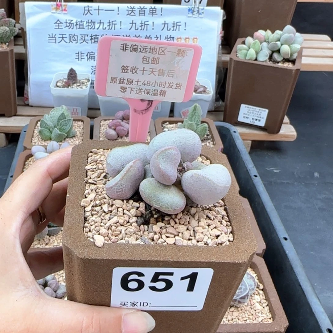 大**?651黛安娜多肉植物