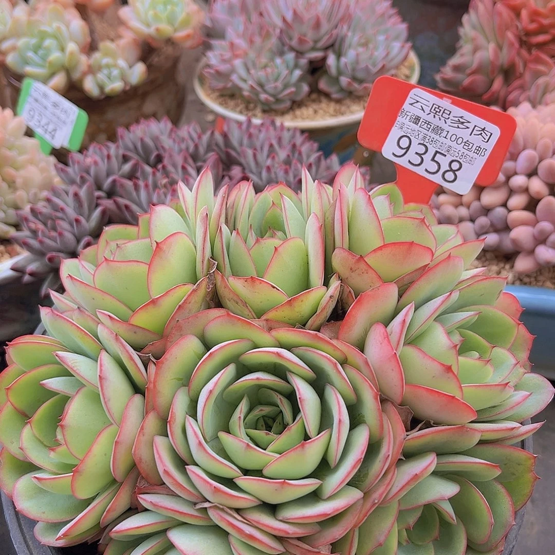 9358牡丹亭多肉植物