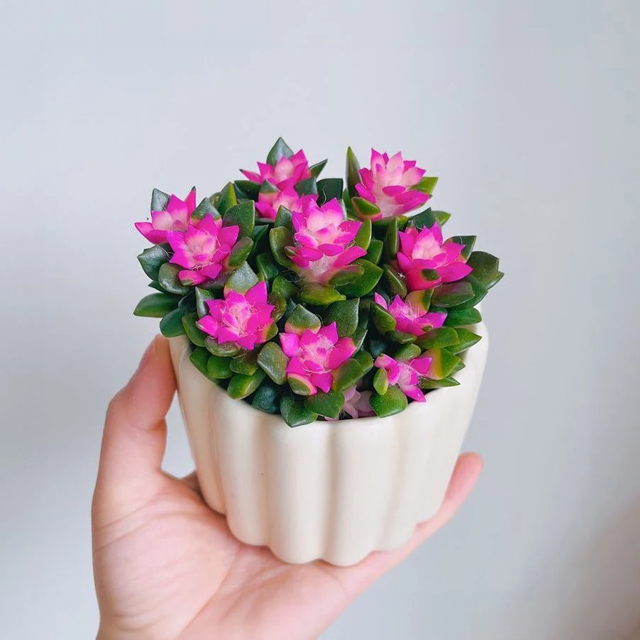 鹿角海棠锦吹雪之松锦多肉植物阳台肉肉绿植花卉盆栽新手好养