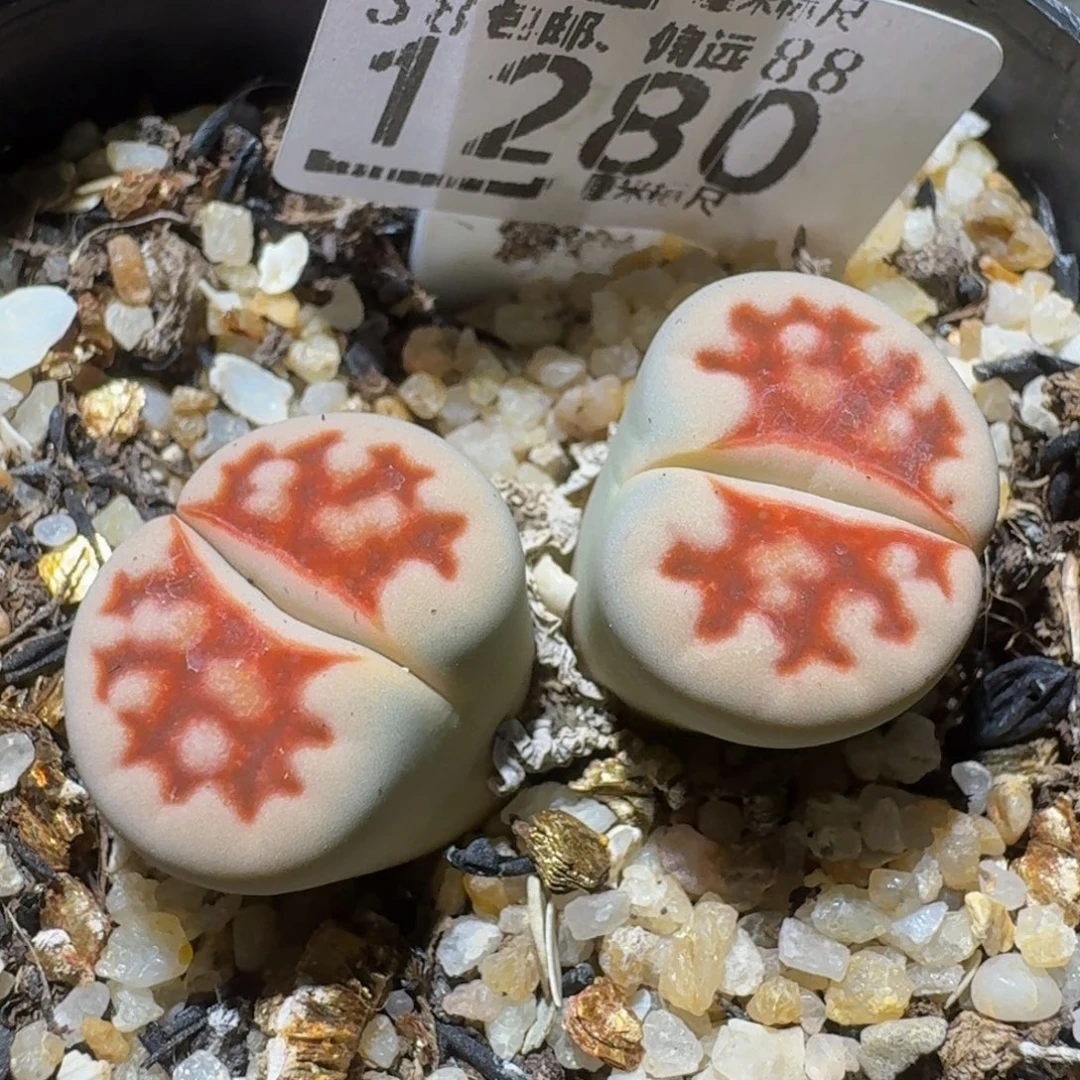 Sssss 好好看呀1280服