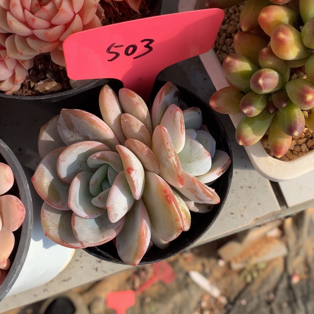 奶茶27172727272727