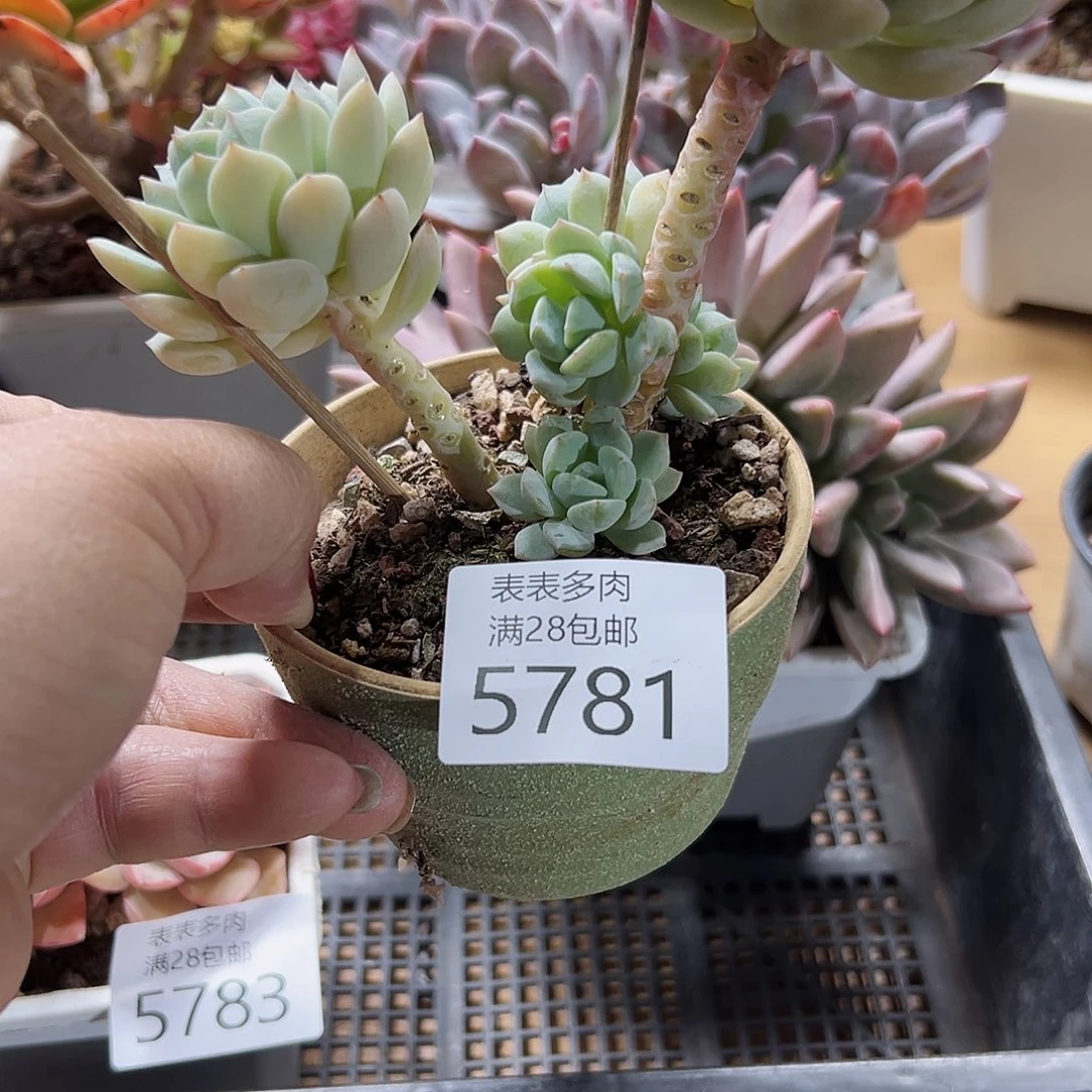 9号我们的确是一个5781